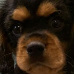 Boy 5 - Black and tan Cavalier King Charles Spaniel puppy in Zion Crossroads, Virginia from Karma's Cavaliers