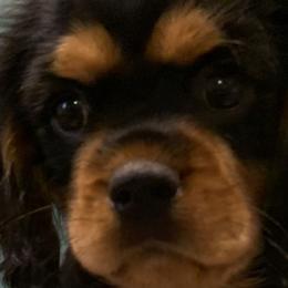 Boy 5 - Black and tan Cavalier King Charles Spaniel puppy in Zion Crossroads, Virginia from Karma's Cavaliers