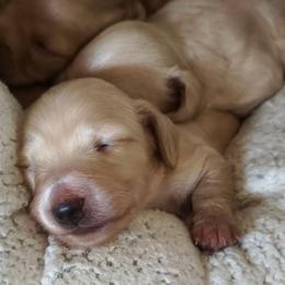TIPPY - Cream male Dachshund puppy in Fort Worth, Texas from Chadwick Farms Mini Dachshunds