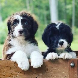 Bordoodle puppies from Borders of Eby Eden