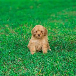 Rosetta - Red  female Goldendoodle puppy in Fort Myers, Florida from Corgis & Doodles