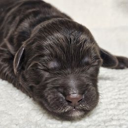 BREEZY - Brown female Double Doodle puppy in Jeddo, Michigan from Bert's Doodles
