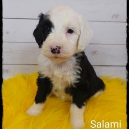 Salami - Black and white female Sheepadoodle puppy in Farley, Iowa from Iowa's Doodle Co.