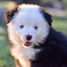 Blake - Black tri male Toy Australian Shepherd puppy in Wichita Falls, Texas from Shooting Stars Ranch Toy and Mini Aussies