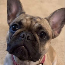 French Bulldogs from Adorable Frenchies