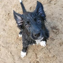 Border Collie Puppies from Rylas BCs