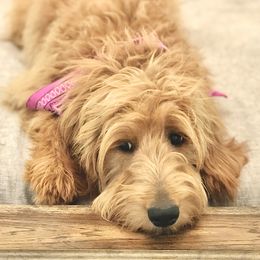 Presley - Goldendoodle