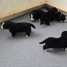 Bernese Mountain Dog puppies from Bravura Bernese Mountain Dog