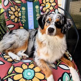 Miniature American Shepherd All Grown Up from Wx Kennels