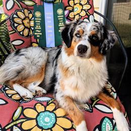 Miniature American Shepherd All Grown Up from Wx Kennels