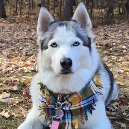 Diamond - Siberian Husky