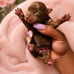 Cocoa - Chocolate and tan female Yorkshire Terrier puppy in Selden, New York from Alisha's Yorkshire Terriers