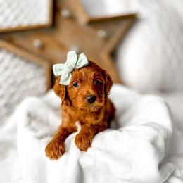 Kiara - Red  female Goldendoodle puppy in Springville, Utah from Happy Doodle
