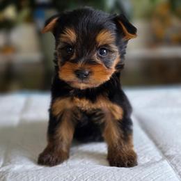 Tiny's Boy 1 - Black and tan male Yorkshire Terrier puppy in Aiken, South Carolina from Sio's Yorkies