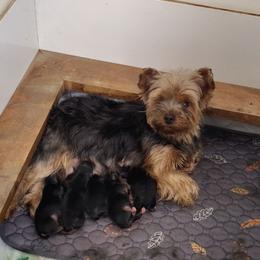 Girl 1 - Black and tan female Yorkshire Terrier puppy in Pine Grove, Pennsylvania from Cathy Burns