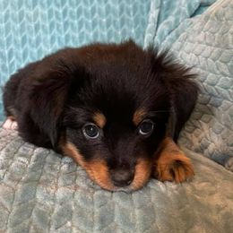 Miniature Australian Shepherds from Southern Indiana Mini Aussies