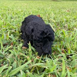 Black Male - Black male Poodle puppy in Bee Branch, Arkansas from Scroggins Creek Doodles