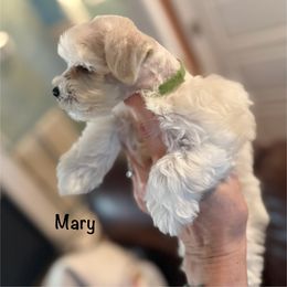 Mary - White female Miniature Schnauzer puppy in Byron, Georgia from Smilee Schnauzers