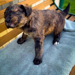 Bernedoodle and Siberian Husky Puppies from Timberline Paws
