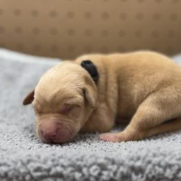 Black - Yellow male Labrador Retriever puppy in Derby, Kansas from Wheatland Retrievers