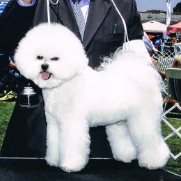 Romeo - Bichon Frise