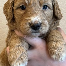 Rose - Yellow and white female Bernedoodle puppy in Caldwell, Idaho from Treasure Valley Poodles