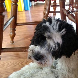 Australian Labradoodle Puppies from Llewellyn's Grove Labradoodles