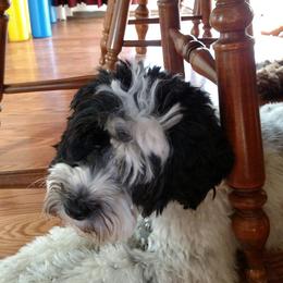 Australian Labradoodle Puppies from Llewellyn's Grove Labradoodles