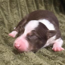 Teddy - White and red male Border Collie puppy in Mckinney, Texas from Border Collies of Ruidoso