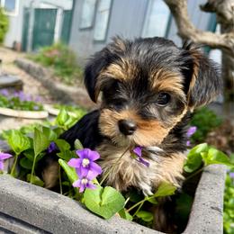 Yellow Collar girl - Black and tan female Yorkshire Terrier puppy in Walla Walla, Washington from Linda Sherman