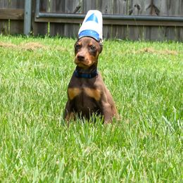 Blue collar - Red and rust male Doberman Pinscher puppy in Lafayette, Louisiana from Indah Lux Dobermans