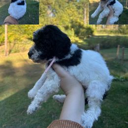 Girl 5 - Parti Poodle puppy in Cullman, Alabama from Southern Tide Poodles & Doodles
