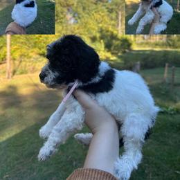 Girl 5 - Parti Poodle puppy in Cullman, Alabama from Southern Tide Poodles & Doodles