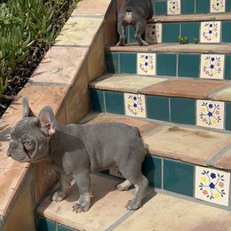 French Bulldog Puppies from Jesikah408
