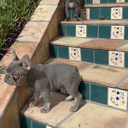 French Bulldog Puppies from Jesikah408