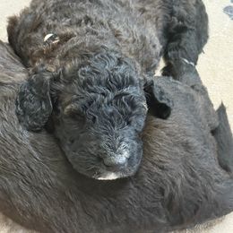 Bernedoodle Puppies from Triple W Doodles