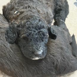 Bernedoodle Puppies from Triple W Doodles
