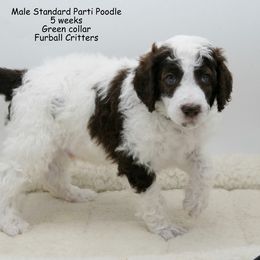 Poodle Puppies from Furball Forest Poodles