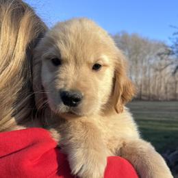 Red Boy - Golden male Golden Retriever puppy in Silver Lake, Indiana from Seven Hills Goldens