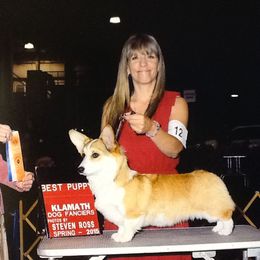 Breezie  - Pembroke Welsh Corgi