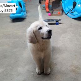 Citra Boy 3 - Light golden male Golden Retriever puppy in Niles, Michigan from Composer Goldens