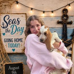 Burgundy collar female - Red and white female Basset Hound puppy in Columbia, South Carolina from Pawmetto Hounds