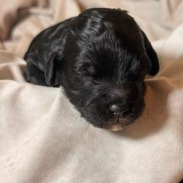 Dune - Black and white male Cockapoo puppy in Saint Louis, Missouri from Jax Doodles