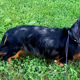 Dachshunds from Winner's Circle Center