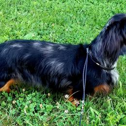 Dachshunds from Winner's Circle Center