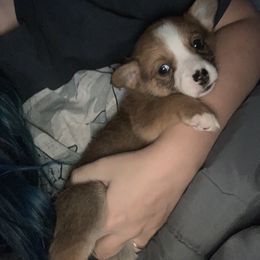 American Corgi and Pembroke Welsh Corgi Puppies from Chaotic Corgi’s