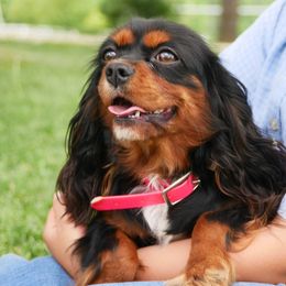 Sweetpea - Cavalier King Charles Spaniel