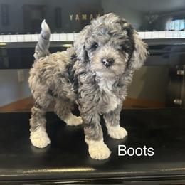Boots - female Golden Mountain Doodle puppy in Powell, Wyoming from Doodles of Joy