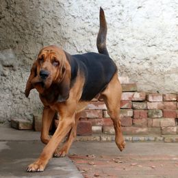 Buford - Bloodhound