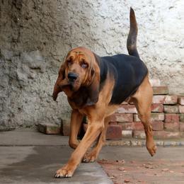 Buford - Bloodhound